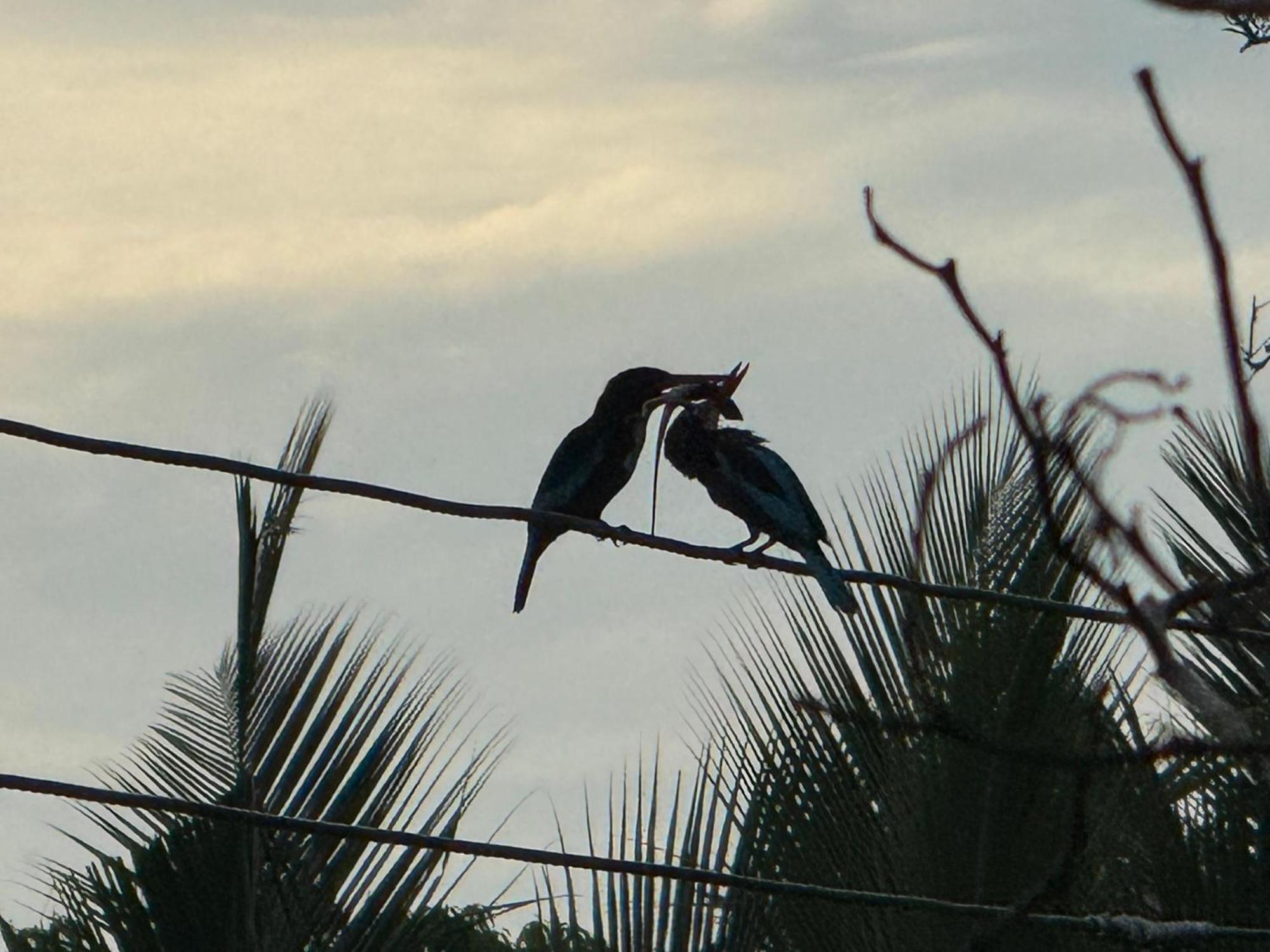 View Nest